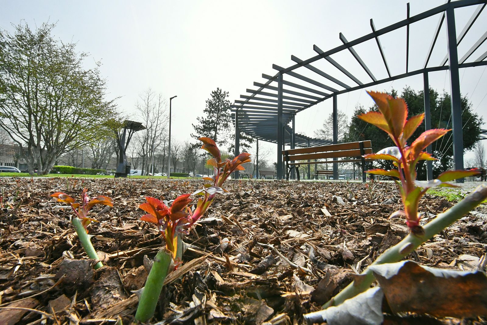 Elkészült a Rózsa liget felújítása - szépen kibújtak már az első hajtások is